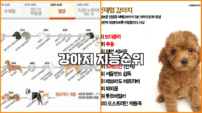 강아지 지능순위