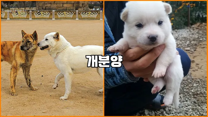개분양