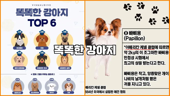 똑똑한 강아지