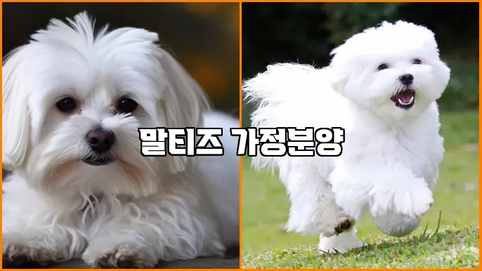 말티즈 가정분양