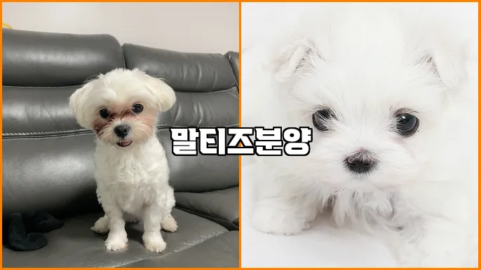 말티즈분양