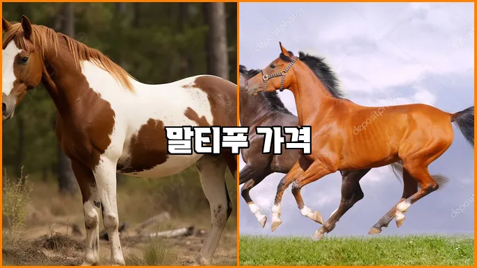 말티푸 가격