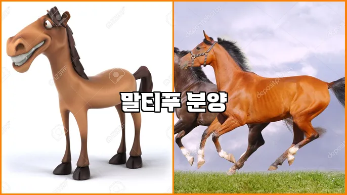 말티푸 분양