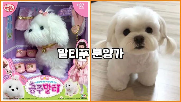 말티푸 분양가