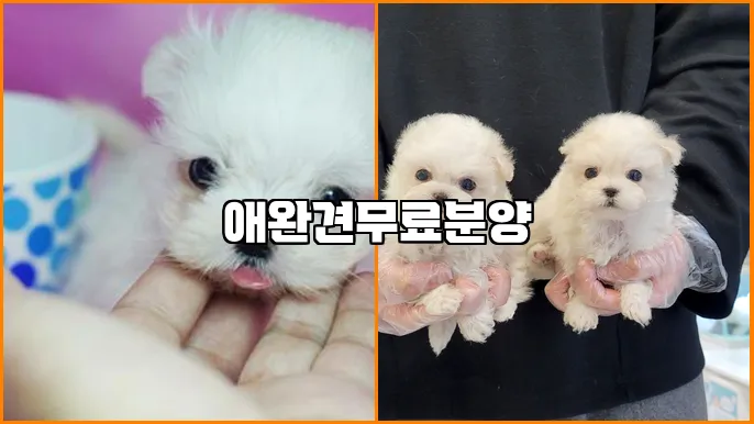 애완견무료분양