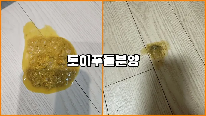 토이푸들분양