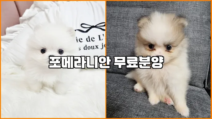 포메라니안 무료분양