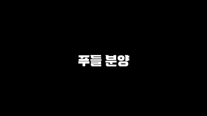 푸들 분양