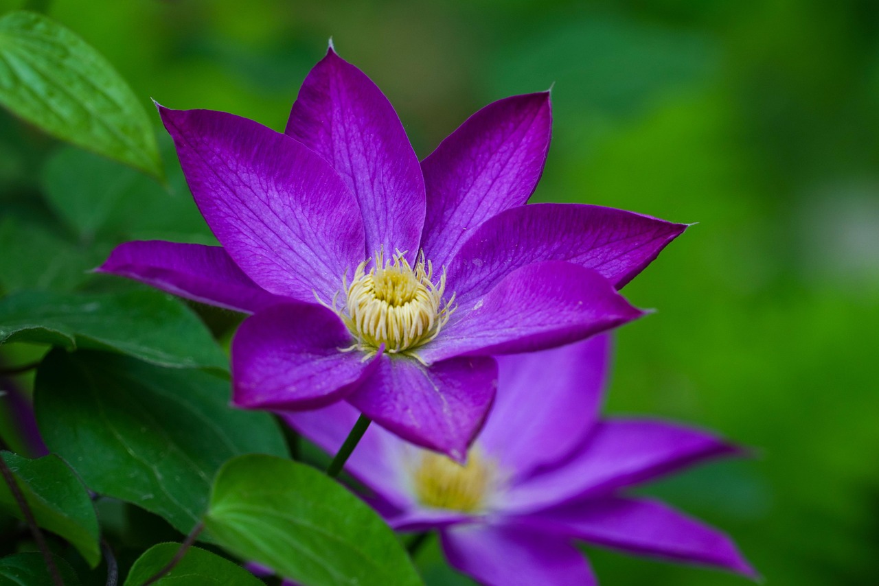 자동심장충격기 패드 부착 위치