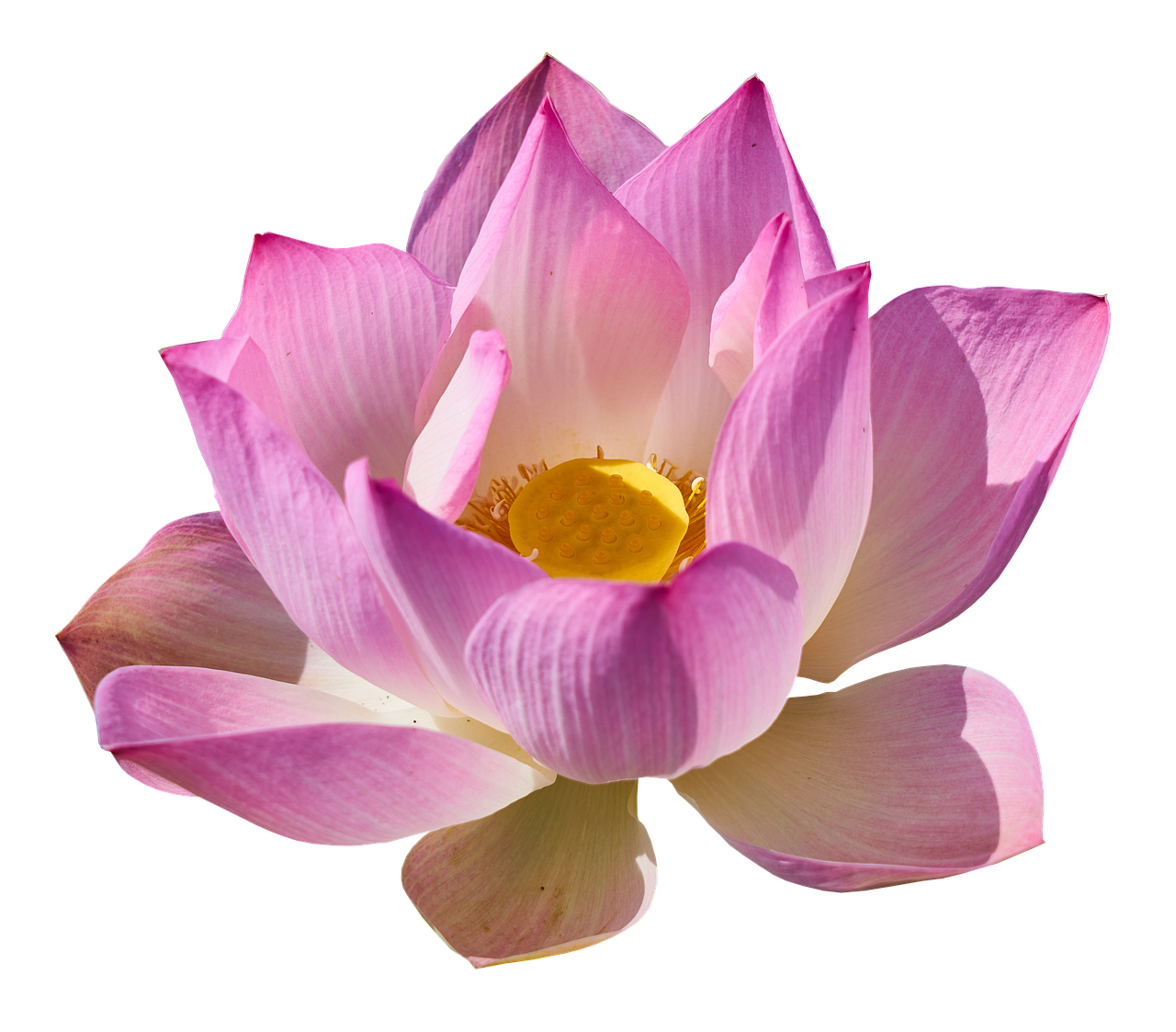 이미지 배경 투명 PNG 만드는 법
