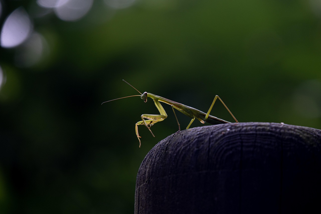 아이폰 정품 확인 방법