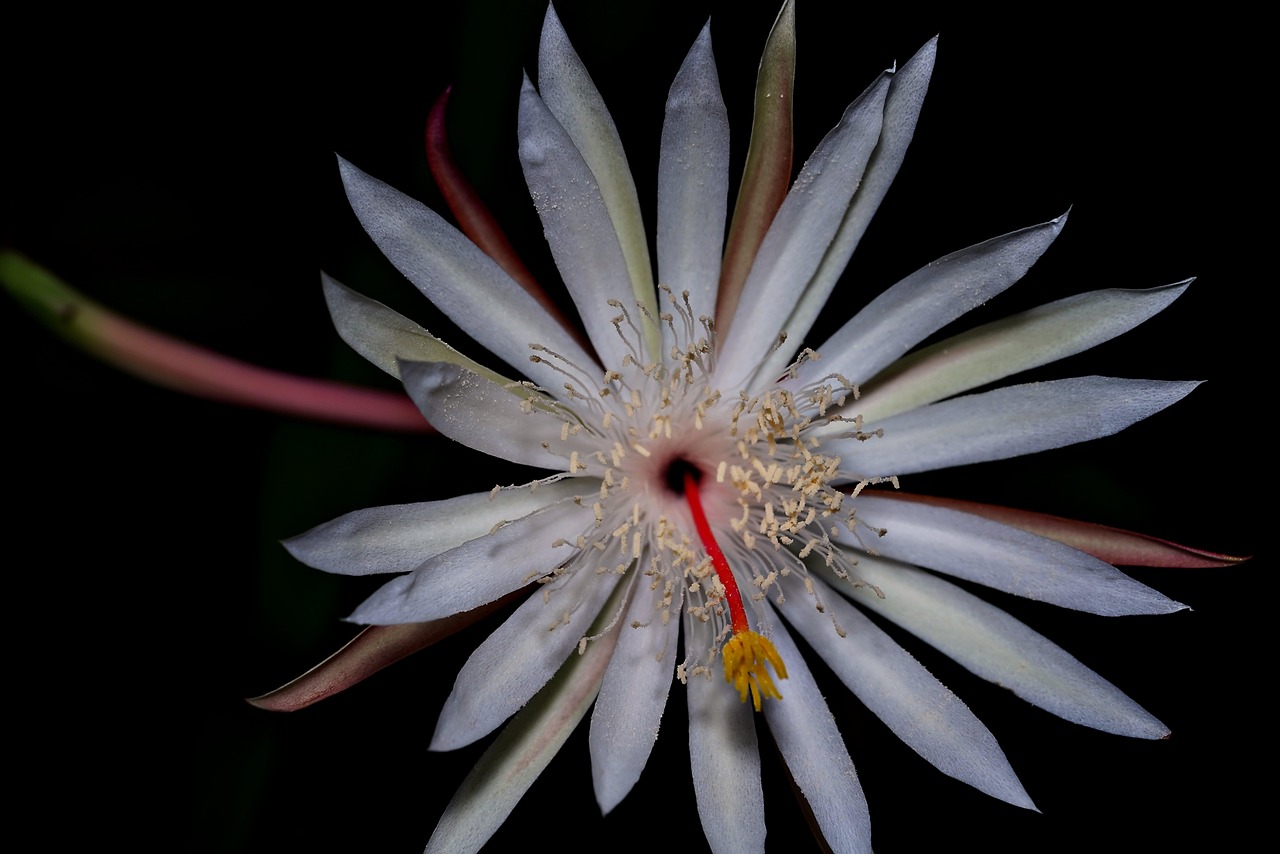 애슐리 퀸즈 기프티콘