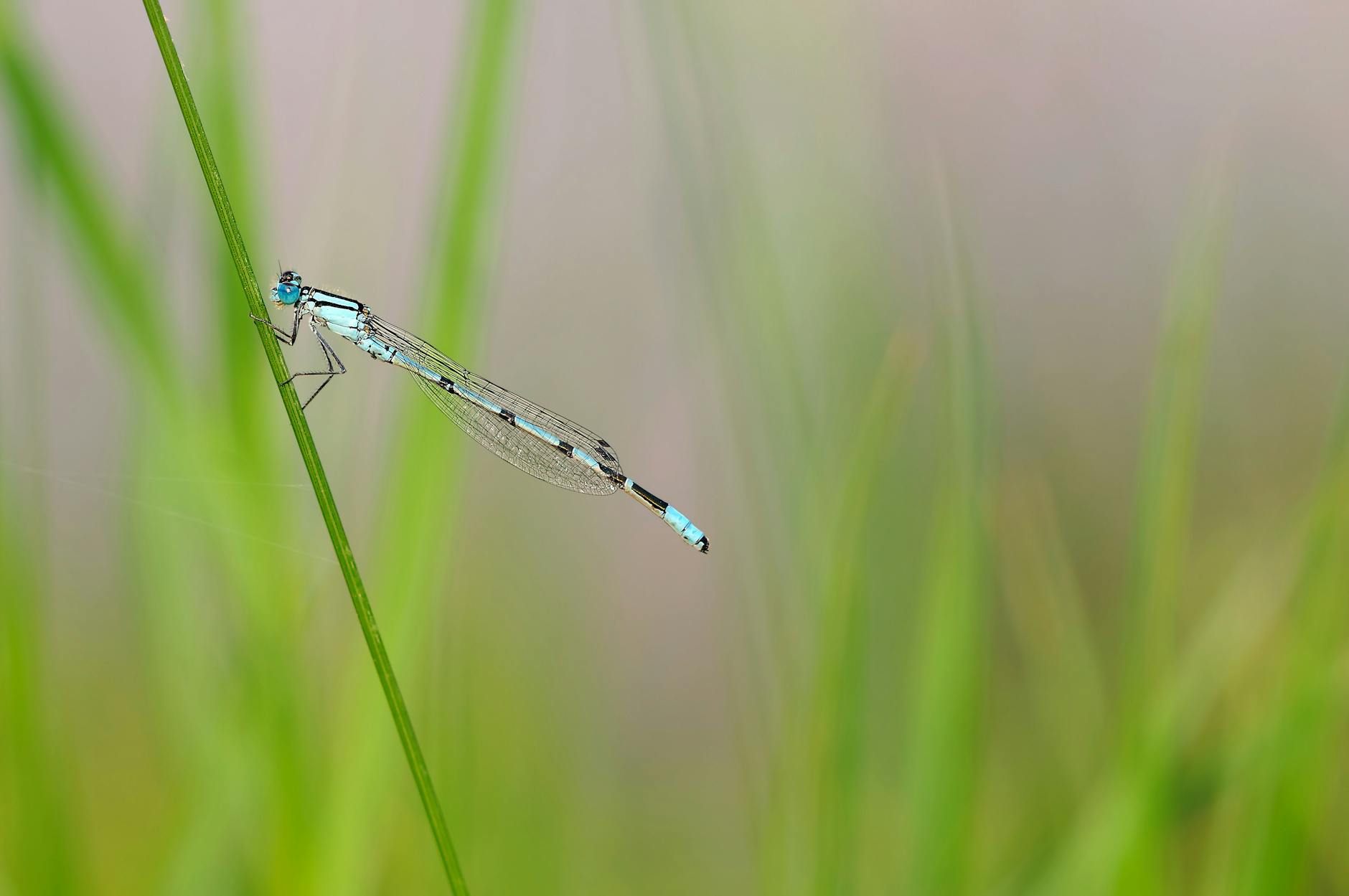 해외 대학 원서 청구 방법 모바일