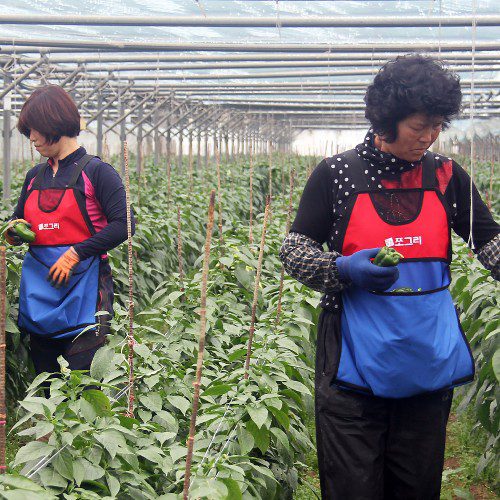 밤, 대추, 고추, 과일 약초 나물 고사리 옥수수 매실 수확에 좋은 농사 앞치마